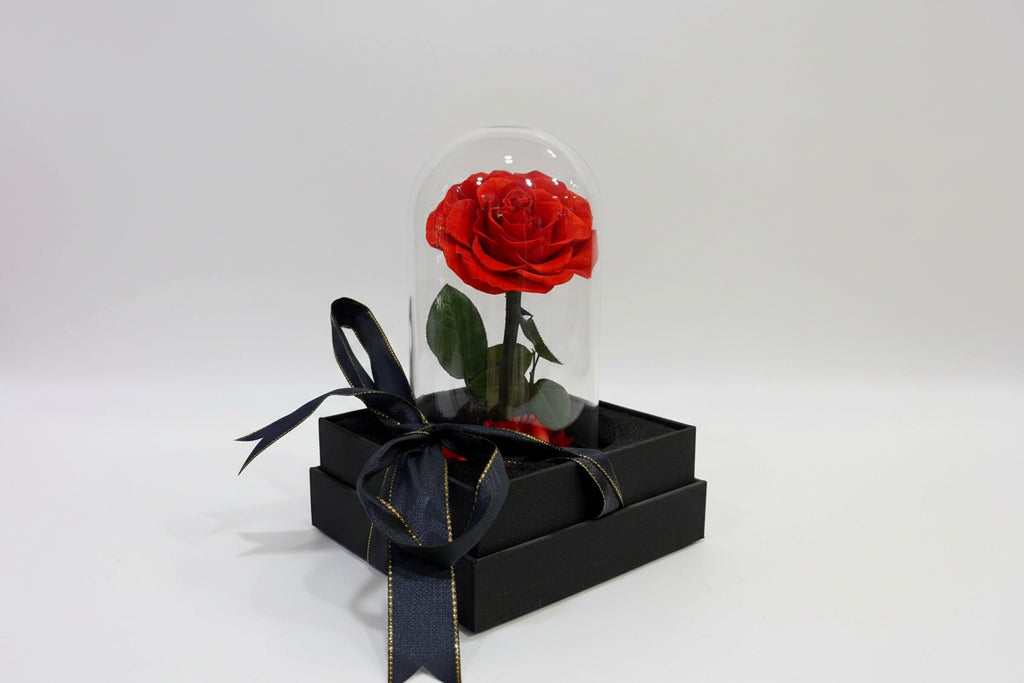 Red rose in a glass dome with a black bow on a white surface