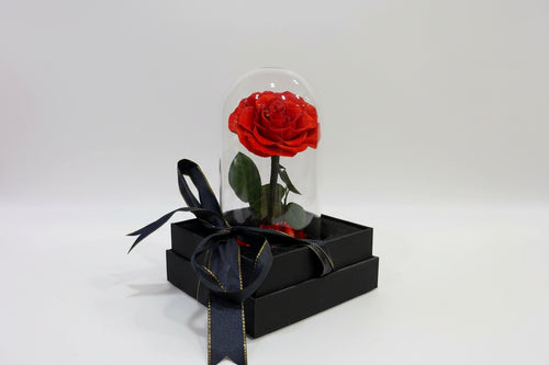 Red rose in a glass dome with a black bow on a white surface